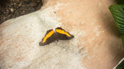 This butterfly is native to Subsaharan Africa, from the Precis Archesia family also know as garden...