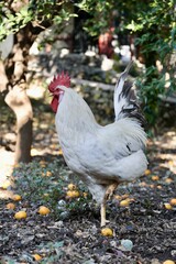 Rooster orange ground. High quality photo