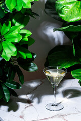 Dry Martini, alcoholic cocktail drink with gin, vermouth, bitters. Marble table in bar with green plants