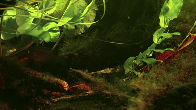 Lepomis gibbosus pumpkinseed predator fish hunt for food, Pseudorasbora parva cause ecology disaster in Europe, Nuphar lutea, Potamogeton perfoliatus planted biotope aquarium of Chorhun river, Crimea