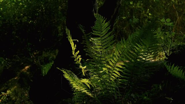 Helechos movi&eacute;ndose a c&aacute;mara lenta en el bosque