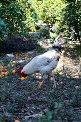 Rooster orange ground. High quality photo