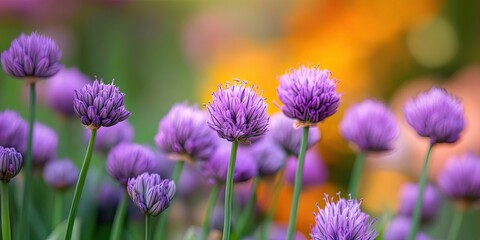 Fototapeta premium Chive flowers in vibrant purple bloom prominently against a soft blurred background of warm orange hues in a spring herb garden.