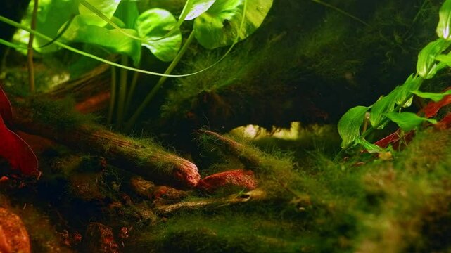 Nuphar lutea, Potamogeton perfoliatus planted biotope aquarium of Chorhun river, Crimea, Pseudorasbora parva predator fish hunt food, green algae, sand pebble and leaf litter substrate, low light mood