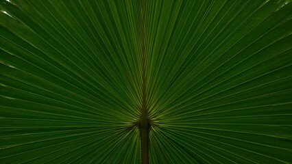 Obraz premium Close-up of tropical palm leaf with natural radiating patterns and vibrant green tones, ideal for nature-themed backgrounds and eco visuals wallpaper
