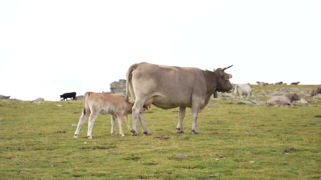 Ternero comiendo de su madre