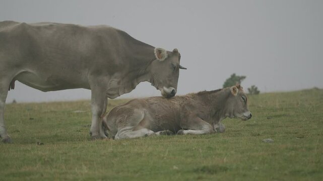 Vaca lamiendo a ternero