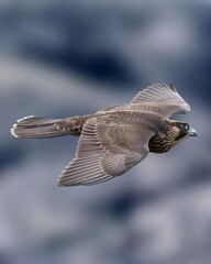 The peregrine falcon flies quickly, wings spread wide. A bird of prey with predominantly dark gray...