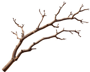 Isolated Dual Tree Branch