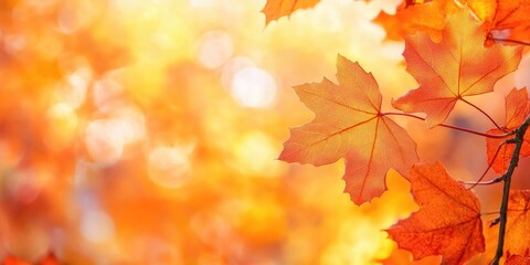 Fototapeta premium Vibrant closeup of glowing orange maple leaves against a soft blurred golden background showcasing fall colors with natural sunlight highlights