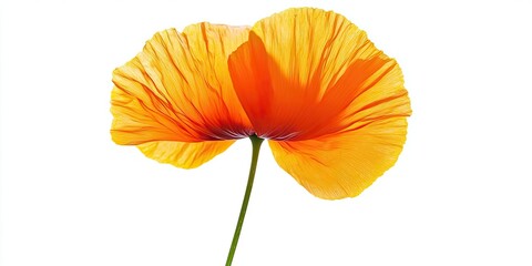 Fototapeta premium Vibrant California Poppy in bright orange hues with delicate petals against a clean white background, showcasing its natural beauty and elegance.
