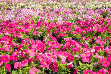 Beautiful Petunia flowers in garden background.