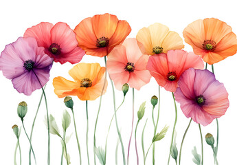 Fototapeta premium Watercolor Poppies, Vibrant Blooms Isolated on White Background