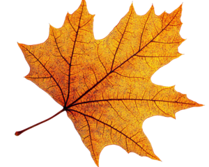 Isolated Orange Maple Leaf Veined