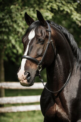 Fototapeta premium portrait of a horse