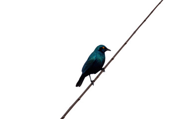 Cape glossy starling standing isolated on white, transparent. South African savanna