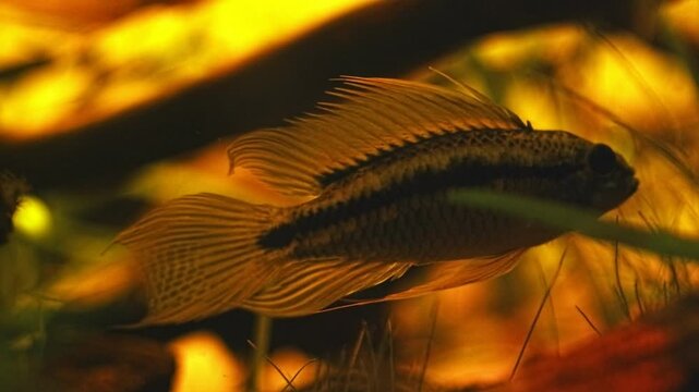 Apistogramma bitaeniata male silhouette, adult fish hide in driftwood, vulnerable freshwater dwarf cichlid for professional aquarist, low light algae free blackwater acidic nature biotope aquascape