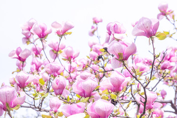 Pink magnolia flowers. Flower bud on a tree branch in the garden. Spring blooming nature