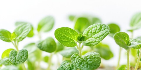 Closeup of vibrant green mint leaves with dew drops against a soft white background showcasing fresh herb growth and home gardening care.