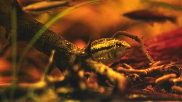 Apistogramma bitaeniata adult male fish eat food on leaf litter bottom, hide in driftwood, vulnerable freshwater dwarf cichlid for professional aquarist, low light blackwater acidic biotope bokeh