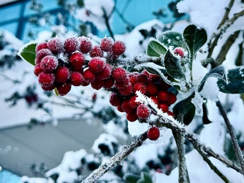 red berries on a branch in the snow