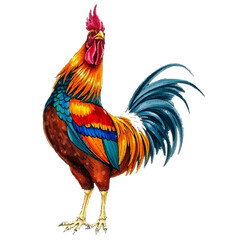 rooster