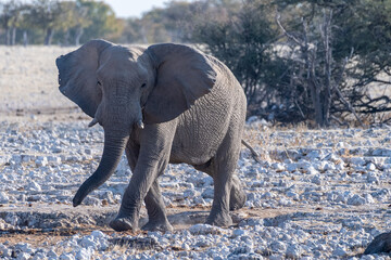 Telephoto shot of one African Elephant -Loxodonta Africana- approaching a waterhole in Etosha National Park, Namibia.