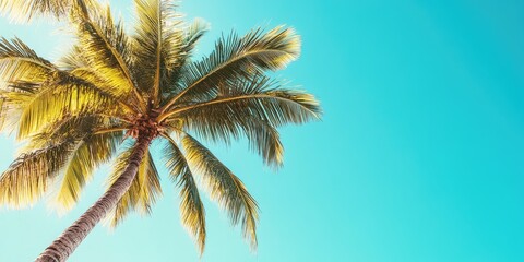 Coconut tree leaning towards a clear blue sky with vibrant green leaves creating a warm summer vibe in the upper left corner and bright turquoise background.