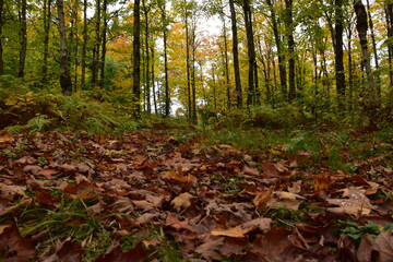 A maple grove in the fall, Sainte-Apolline, Québec, Canada