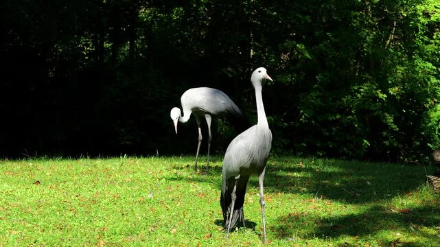 The Blue Crane, Grus paradisea, is an endangered bird specie endemic to Southern Africa. It is the national bird of South Africa