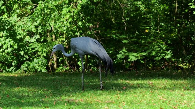 The Blue Crane, Grus paradisea, is an endangered bird specie endemic to Southern Africa. It is the national bird of South Africa