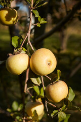 Golden apples ripening on the tree, Lancaster County, Pennsylvania, USA