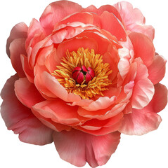 A vibrant close-up of a fully bloomed pink and coral peony with delicate petals and bright yellow stamens. Cutout