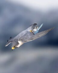 Peregrine falcon, bird of prey, flying, maneuvering, wide wings, sharp beak, sharp eyes, gray feathers, blue sky background, clouds, wild nature, wildlife, fauna, predator. 
