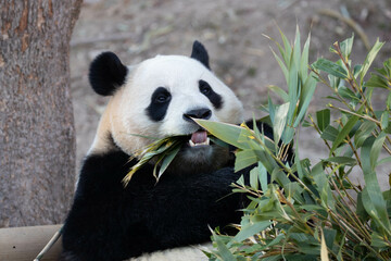 Close up Happy Panda in Everland, South Korea