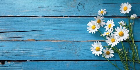 Obraz premium Daisy flowers with white petals and yellow centers arranged on a textured blue wooden surface offering ample space for text on the left side