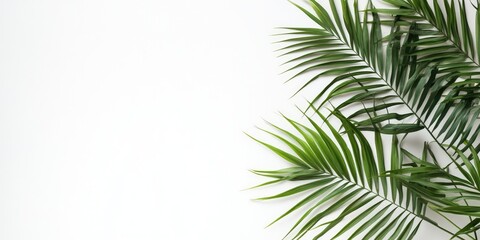 Curly green palm leaves arranged in the top right corner against a bright white wall with ample blank space for text or graphics