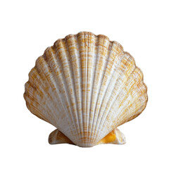 A Detailed Close-Up of a Stunning Scallop Shell Against a Black Background