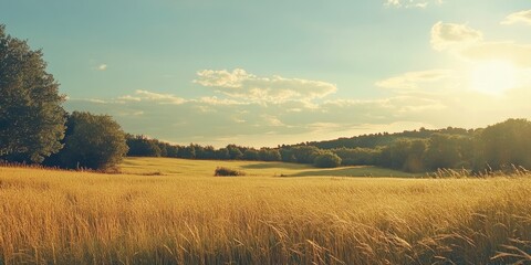 Fototapeta premium Golden countryside field under a clear blue sky with soft clouds, lush green woods on the horizon, and tall golden grass in the foreground.
