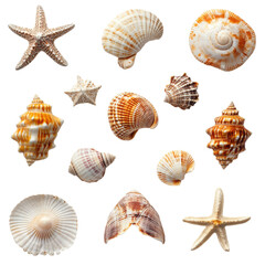 Seashells Collection: A Diverse Array of Ocean Treasures from the Seashore
