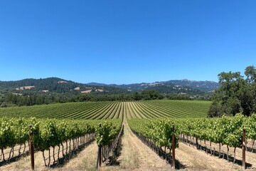 Naklejka premium Vineyard Landscape Under a Clear Sky