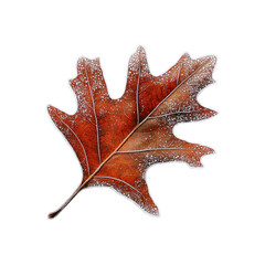 Fototapeta premium Frosted Autumn Oak Leaf on Transparent Background