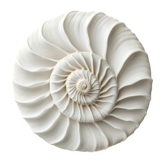The Intricate Beauty of a Nautilus Shell: A Study in Spirals and Natural Geometry