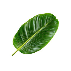Lush Green Tropical Leaf Isolated on Transparent Background