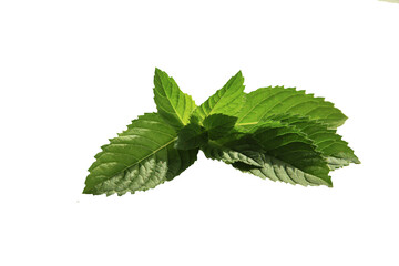 isolated Green leaves of lemon balm or melissa plant . isolated Fresh green mint leaf.