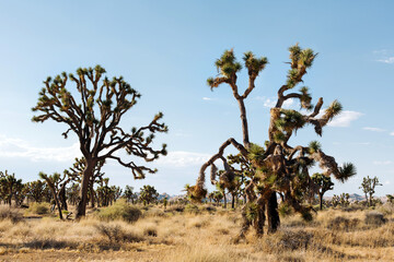 Joshua tree at Joshua National park, Mojave Desert, California.