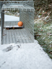 Professional trapping trap for foxes and martens. The egg is the best natural attractant for all...
