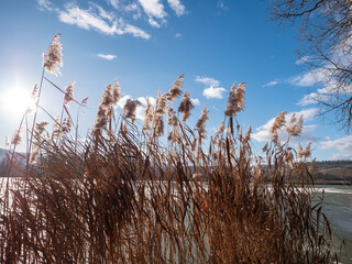 Bat (Typha), also known as reed, is a characteristic plant that grows around lakes and water...