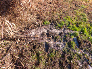 Illegal drainage from the domestic sewage system into nature. A beautiful pond regularly polluted by illegal household sewage. 