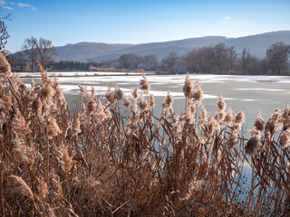 Bat (Typha), also known as reed, is a characteristic plant that grows around lakes and water...